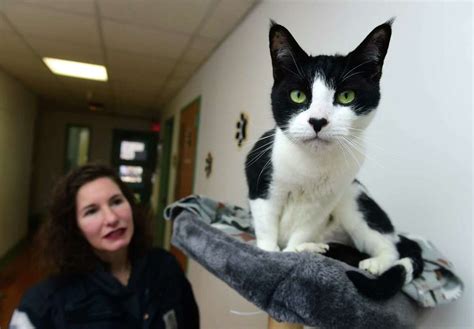 Dan cosgrove animal shelter - Community Corner. 'A Dream Come True:' Dan Cosgrove Animal Shelter Renovated, Modernized. Animals at the innovatively reborn shelter may …